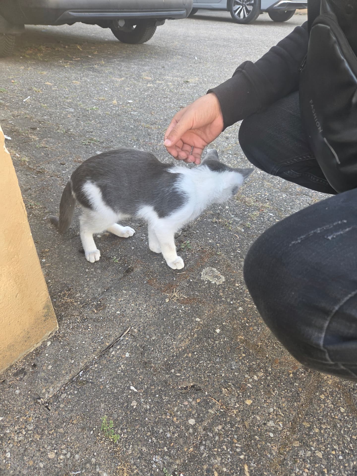 Ein junger Mensch streichelt behutsam eine Katze vor der Basis